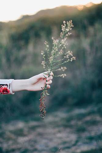 person person holding brown flower at daytime flower