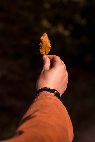 leaf person holding brown leaf plant