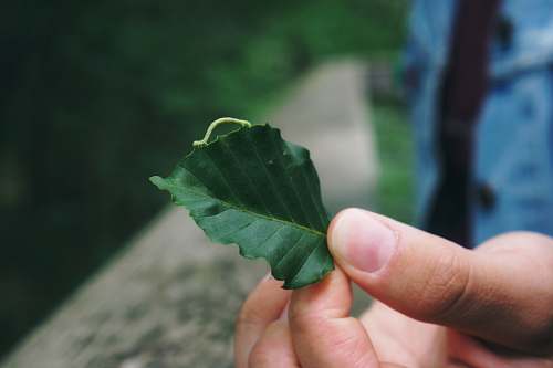 leaf person holding green leaf plant