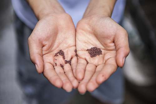 person person holding small beans people