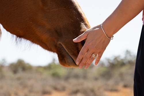 person person holding snout of a brown horse hand