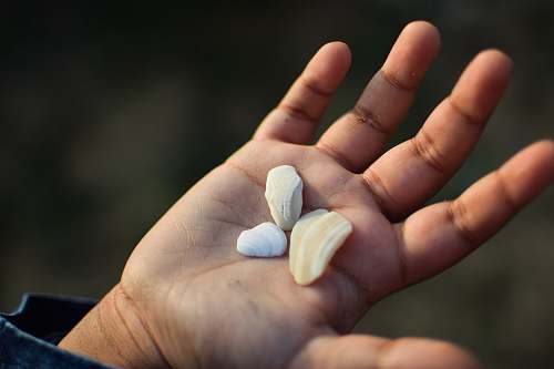 person person holding three shells finger