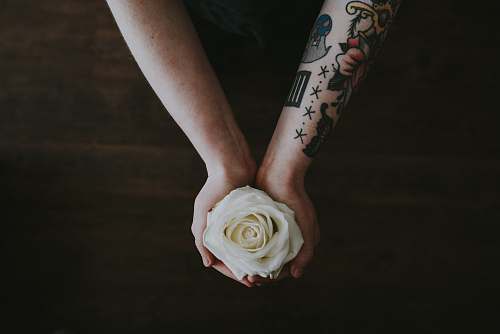 person person holding white rose people