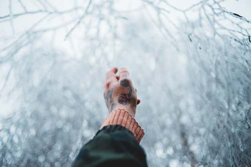 person person's hand pointing to snow-covered tree clothing
