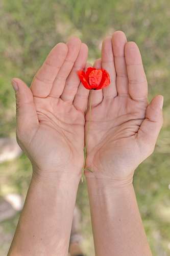 finger red poppy flower person