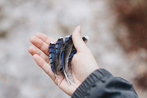 person several black and blue feathers on hand finger