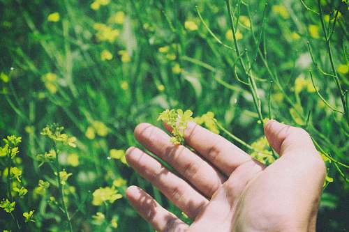 people shallow focus photography of person holding yellow flower plant person