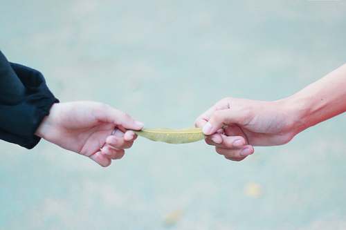person two person both holding leaf hand