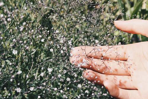 person white baby's breath flower finger