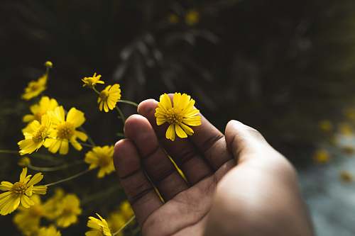 person yellow petaled flower finger