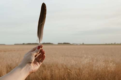 argentina person holding brown bird feather grain