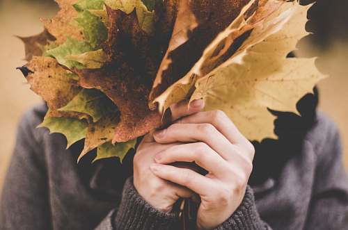 leaf person holding bundle of autumn maple leaves autumn