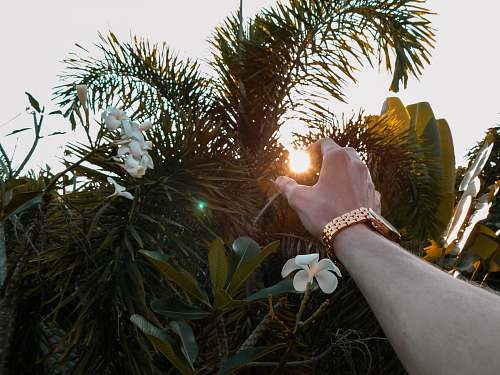 flare person wearing gold wristwatch near bush palm tree