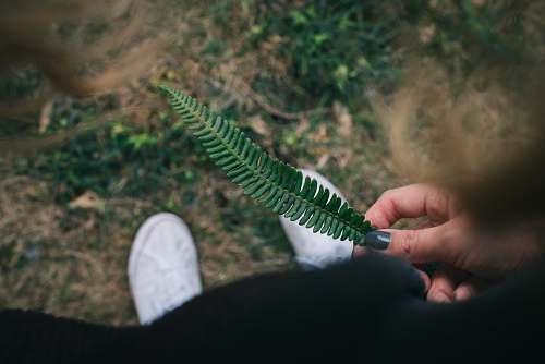 holding person holding green leaf fir