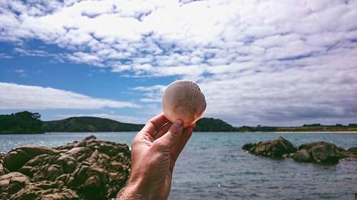 ocean white seashell outdoors