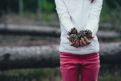 human woman holding brown pinecones person