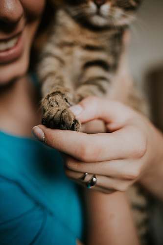 human brown tabby cat finger