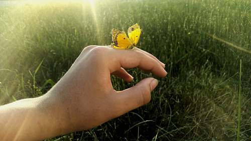 human butterfly on human hand nature