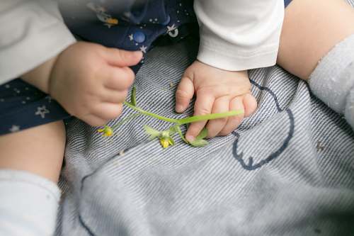 human close-up photo of baby holding petaled flower hand