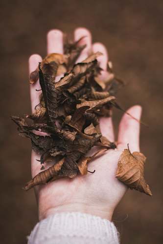 human dried leaves in person's palm people