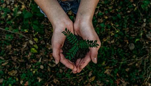 human green plant hand
