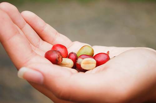 human nuts on person'a palm plant