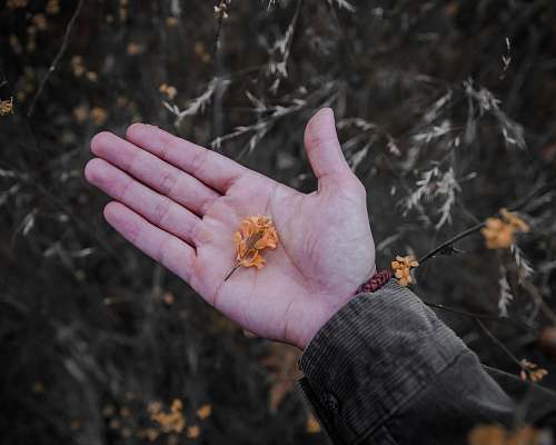 human orange flower finger
