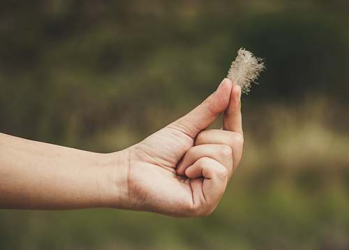 hand person holding dandelion human