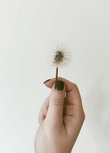 human person holding dandelion finger