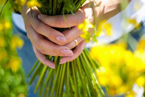 human person holding flower stems flower