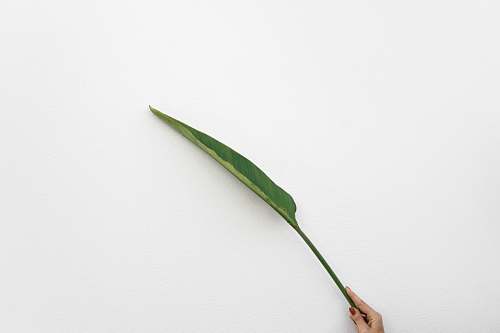 leaf person holding green leaf plant