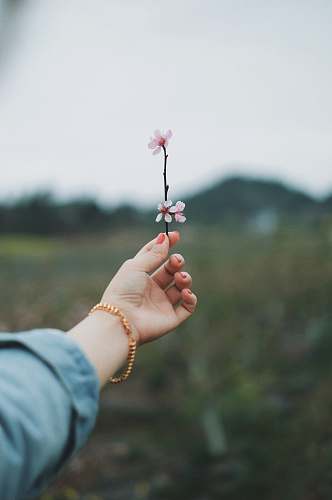 human person holding pink petaled flower people