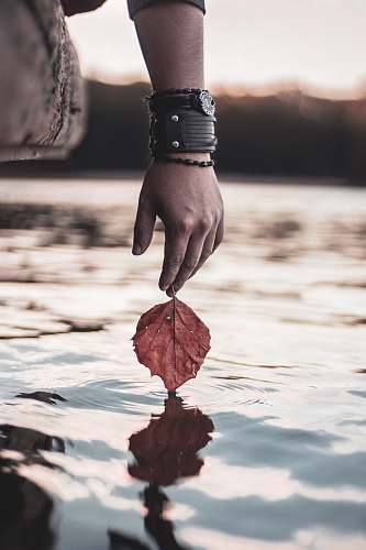 human person holding red leaf above calm water people