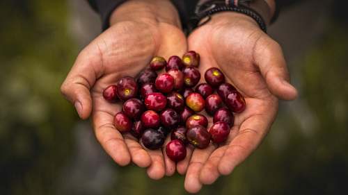 human person holding red round fruits fruit