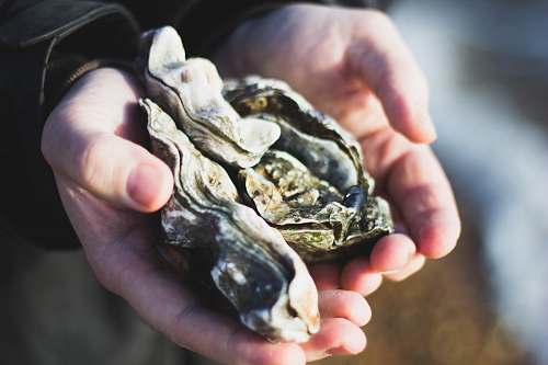 hand person holding stones oyster