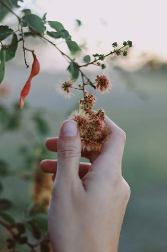 human person holding white flower plant