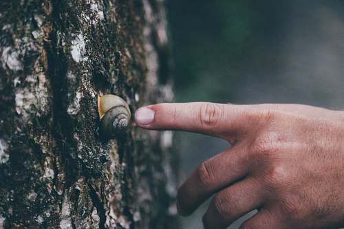 human person pointing finger on gray snail closeup photography snail