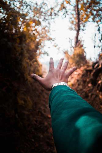 human person reaching on brown plants finger