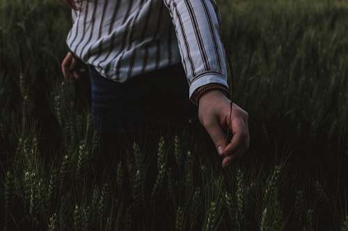 human person touching grasses hand