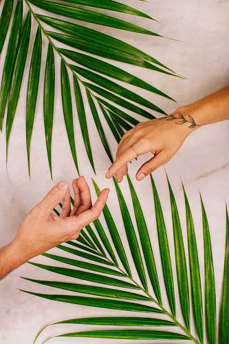 human person's hand near palm leaf são paulo