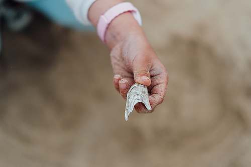 human person's holding white shell finger