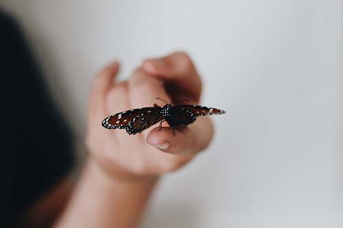 human selective focus photography of red butterfly porches on human finger finger