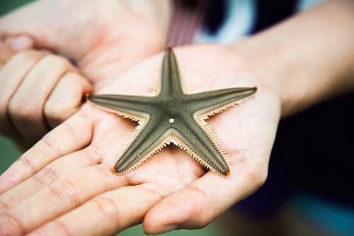 human starfish on person's palm people