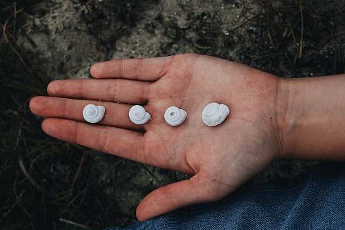 human white sea shell nature