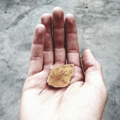 human withered leaf on person's hand finger