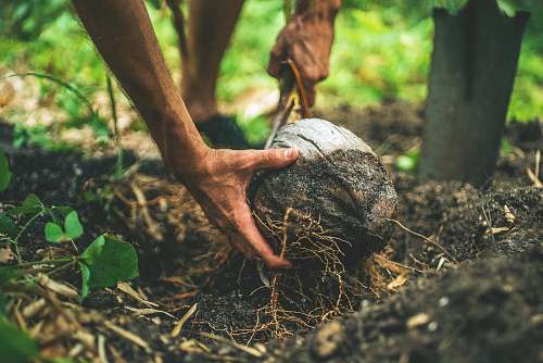 hand Field worker digs up a coconut from the forest floor coconut