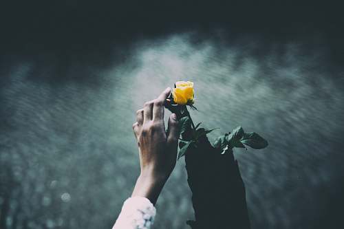 flower focus photo of person holding yellow rose water