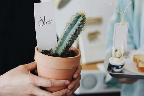 cactus person holding a pot of green cactus potted plant