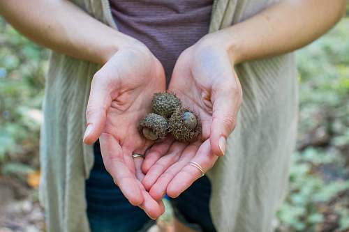 acorn person holding fruits seed