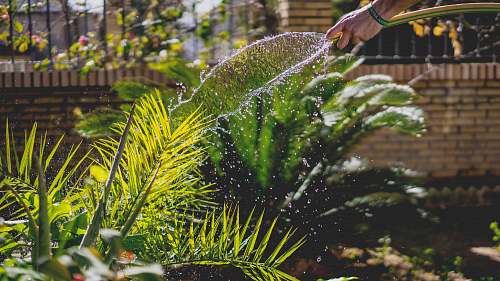 water person holding garden hose while watering plant garden